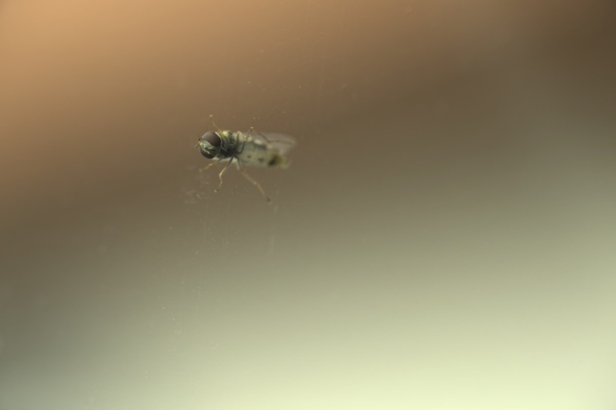 bug micro photography