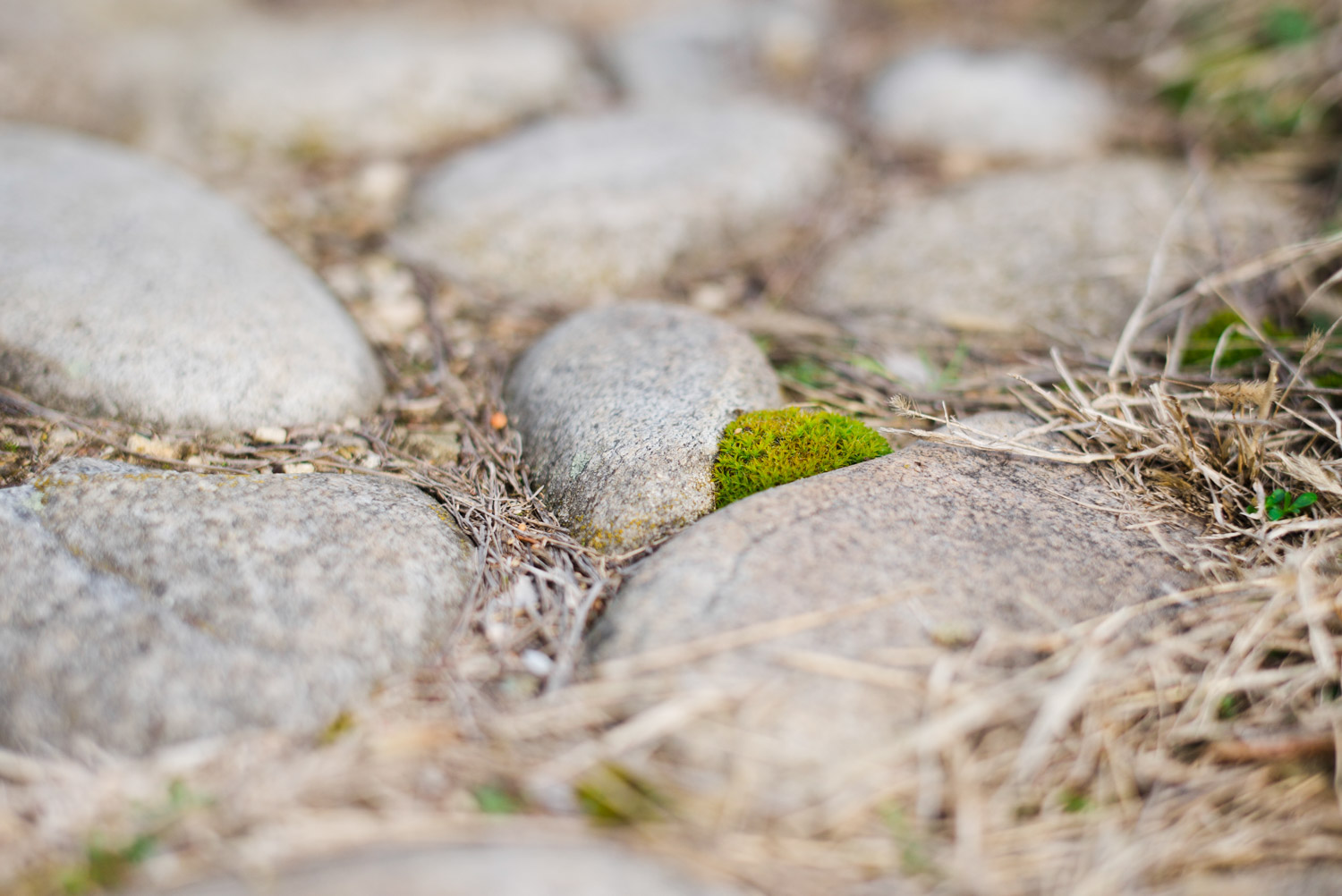 Full frame shot of a small plant with Leica Summilix 50 ASPH