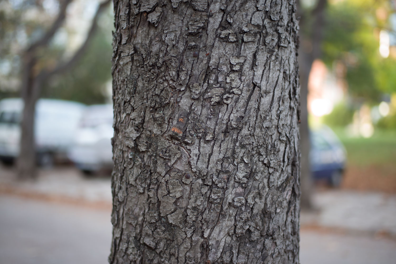 sharpness of Leica 50 Summilux ASPH