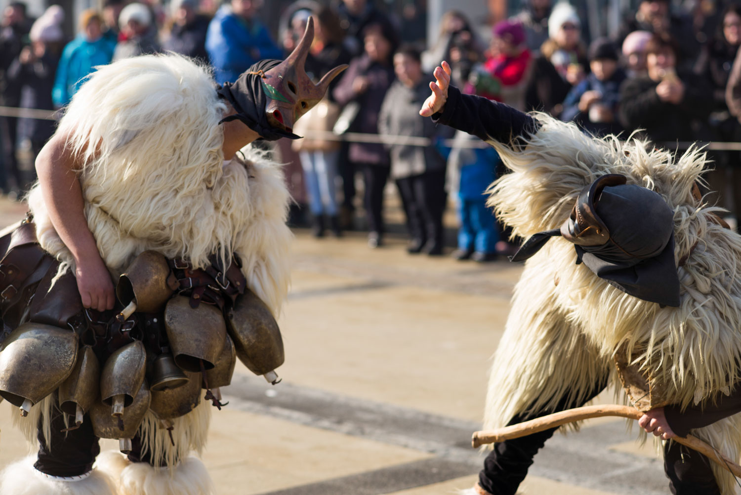 Surva, Pernik 2018