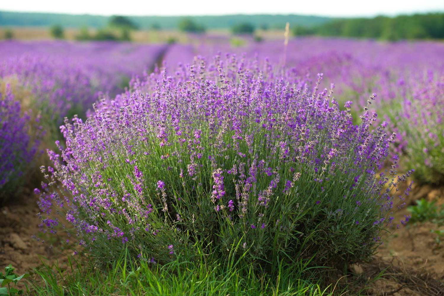 lavender field