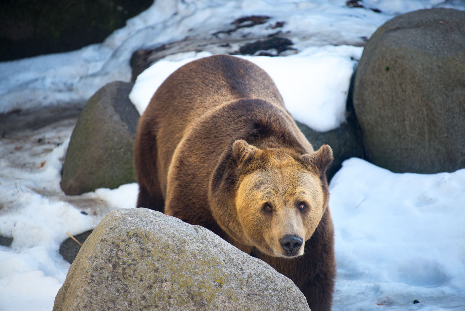 Brown bear