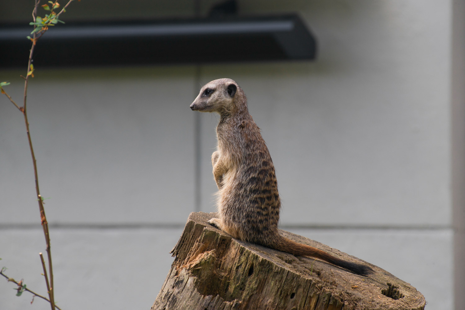 Meerkat